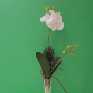 Bush Pianta Orchidea