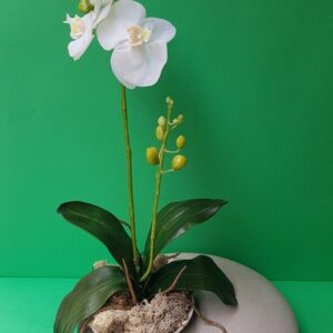 Bush Pianta Orchidea - immagine 2